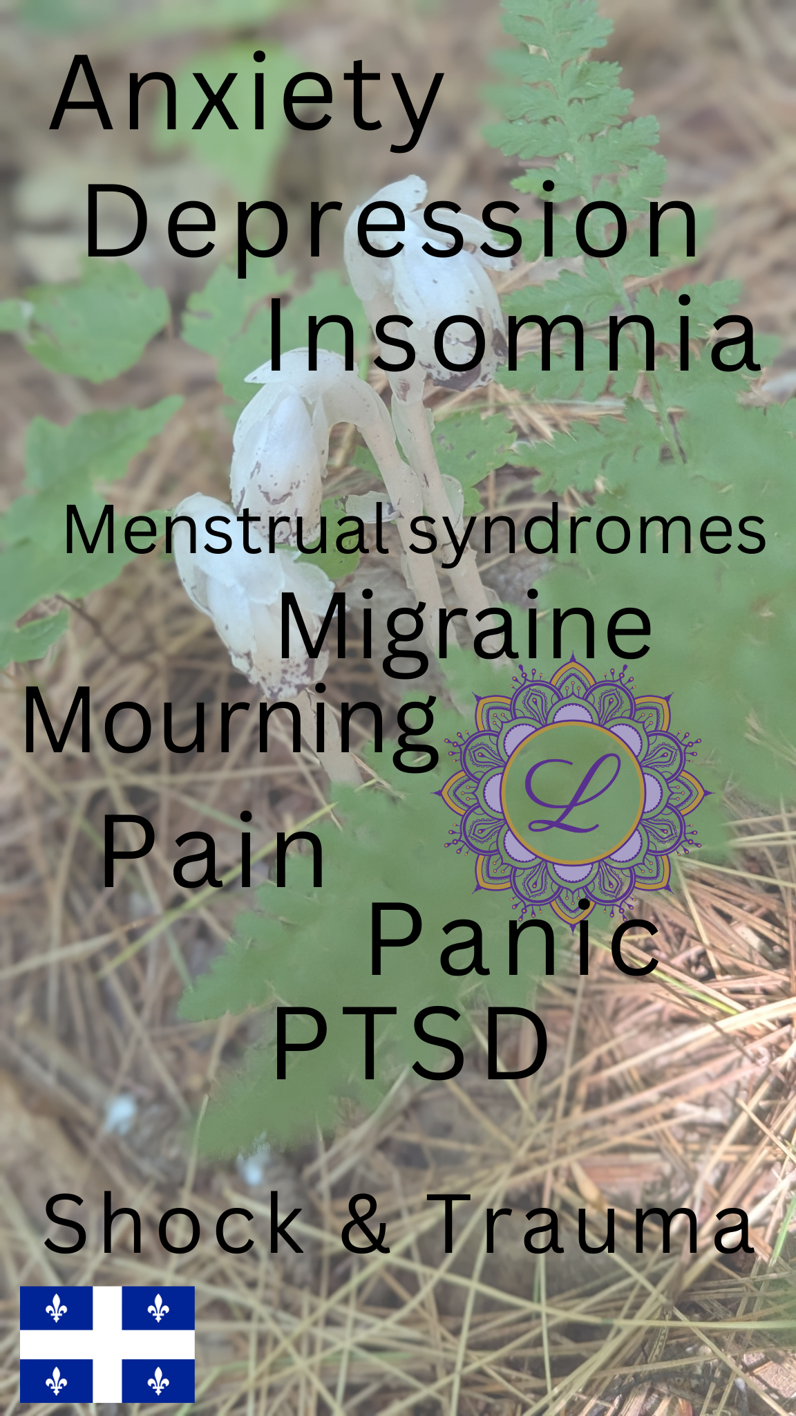 Indian Ghost Pipe Monotrope Uniflore Free Shipping