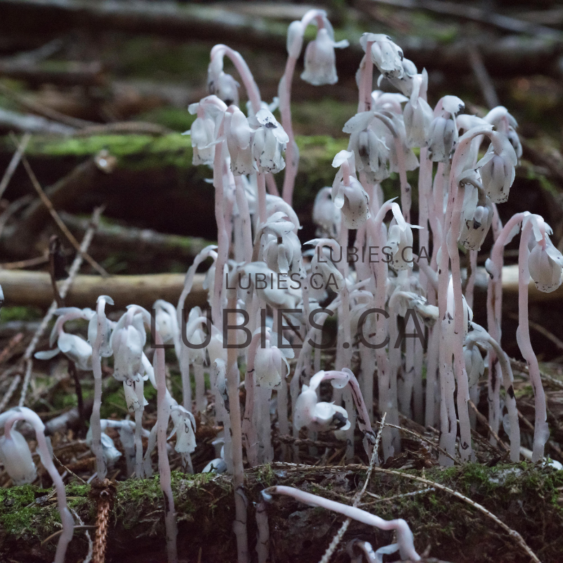 Indian Ghost Pipe Monotrope Uniflore Free Shipping