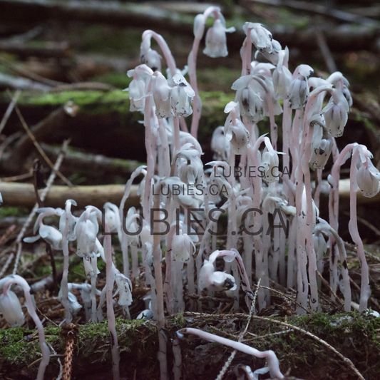 Indian Ghost Pipe Monotrope Uniflore Free Shipping